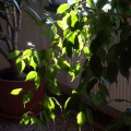 PICT0091.JPG