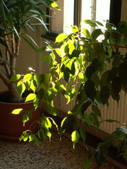 PICT0092.JPG
